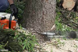  Elmo, TX Tree Care Pros