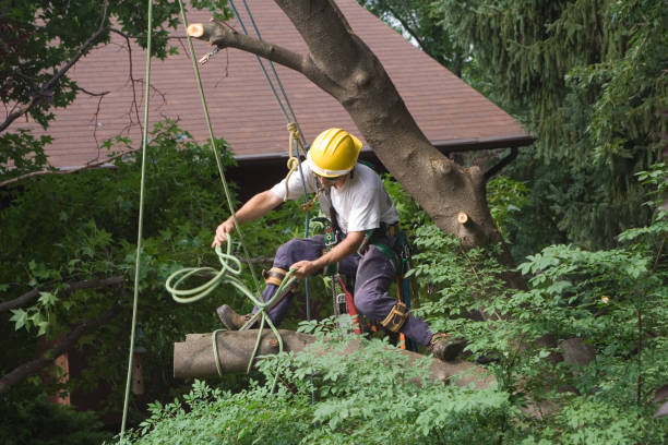 Best Emergency Tree Removal  in Elmo, TX