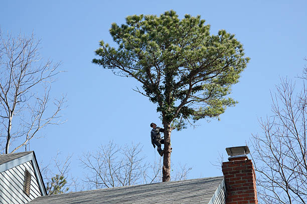 Leaf Removal in Elmo, TX
